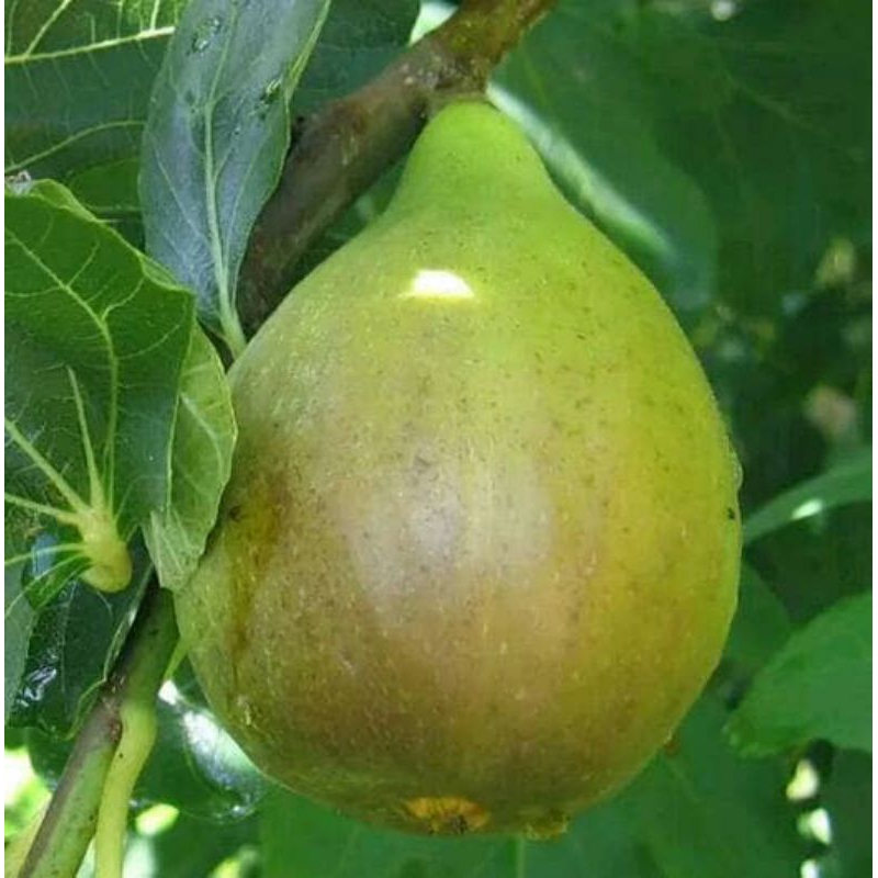 bibit unggul buah tin hasil cangkok super genjah cepat berbuah manis