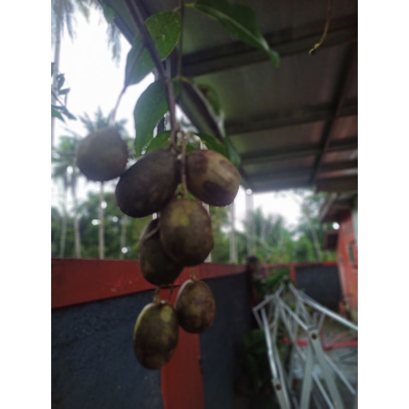 

BUAH KEDONGDONG SEGAR