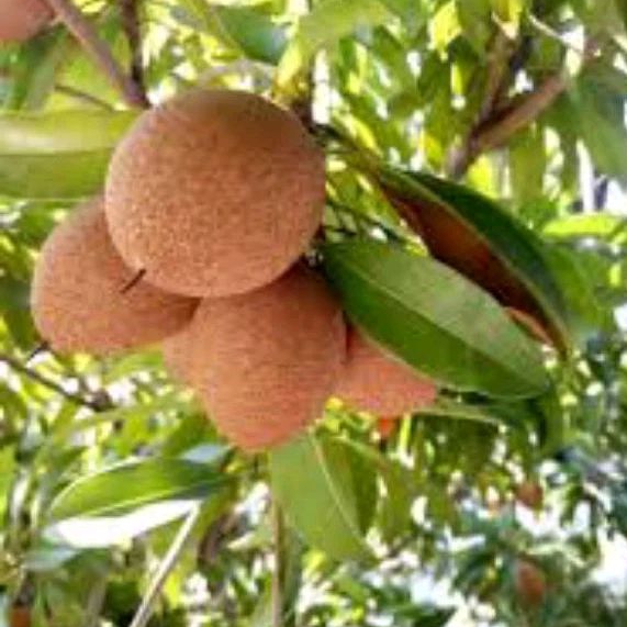 

bibit sawo berbuah / berbunga