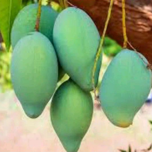 

bibit mangga berbuah / berbunga