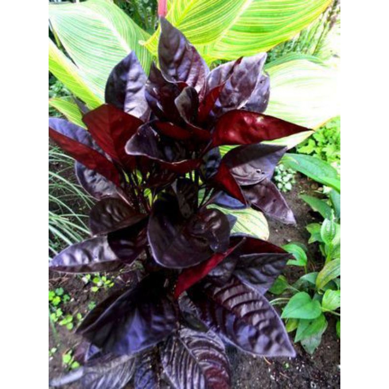 

(Min Order: 40 Lembar) Daun Ungu/Handeuleum Segar