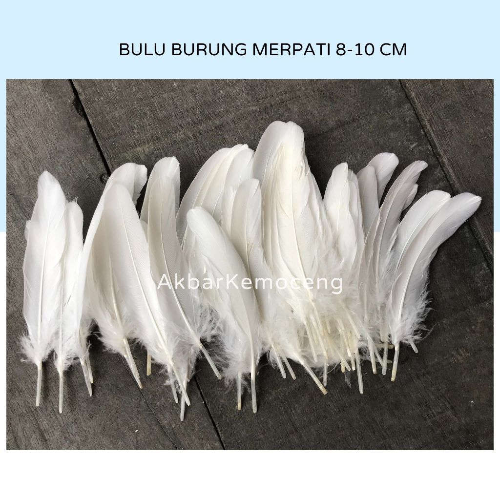 BULU BURUNG MERPATI PUTIH ISI 100 PANJANG 8-10 CM - BULU BURUNG DARA MERPATI PENDEK HALUS MURAH