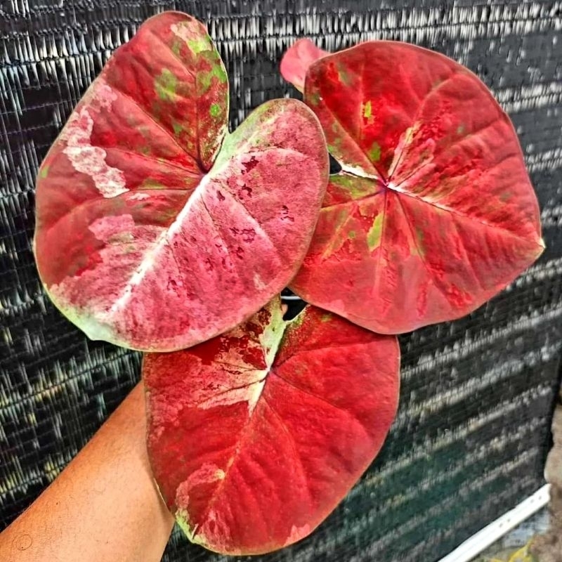 (BISA COD) Tanaman Hias Keladi Thai Series Merah Putih Bunga Hias Keladi Caladium Anakan Murah Merah