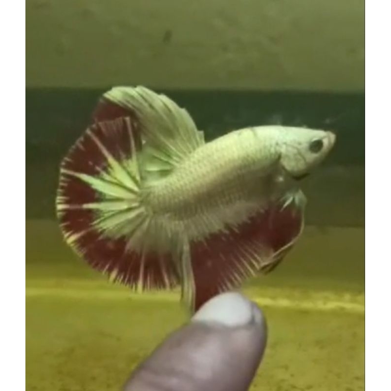 Hiasan Akuarium Betta Fish HMPK SNI Bester Dragon