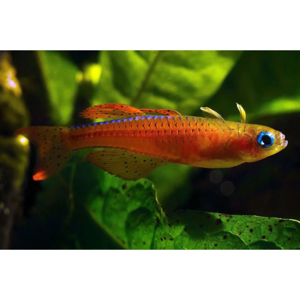 Pseudomugil REd Luminatus Aquascape