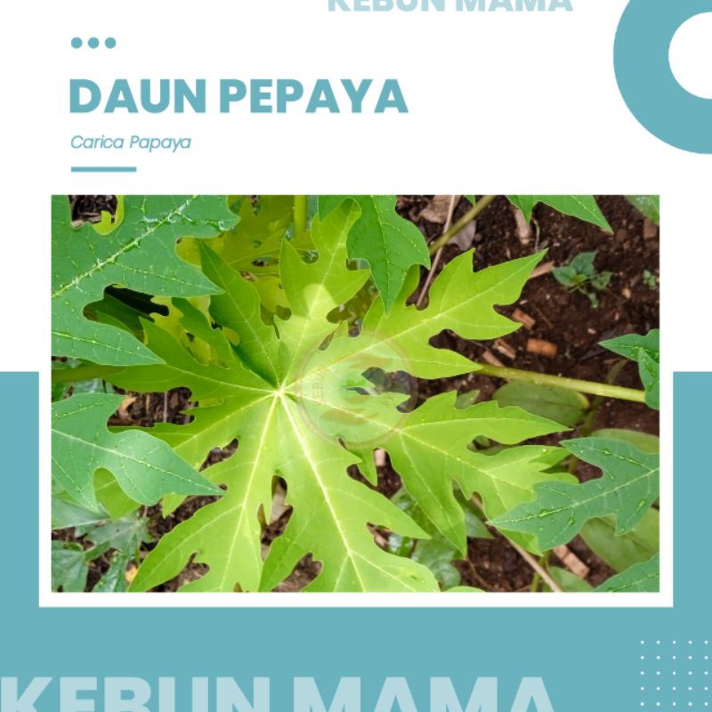 

DAUN | PEPAYA | PAPAYA | SEGAR | CARICA PAPAYA | 10 LEMBAR