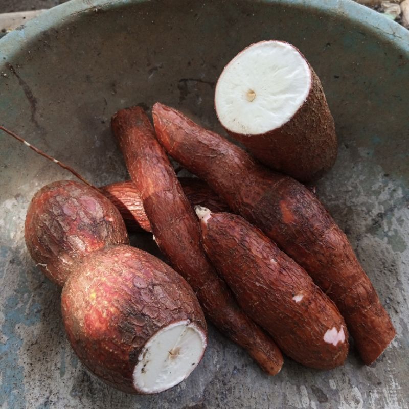 

Singkong racun sapi kuru singkong petro 1kg