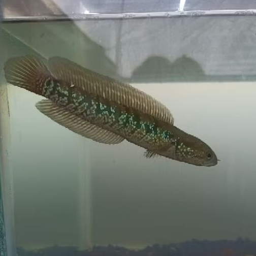 Channa asiatica 13 cm good quality. real ikan rawatan single tank gondrong
