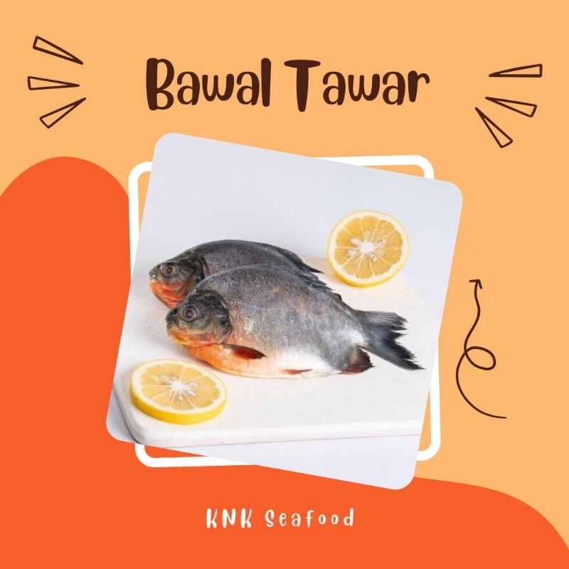 

KNK - ikan bawal tawar premium
