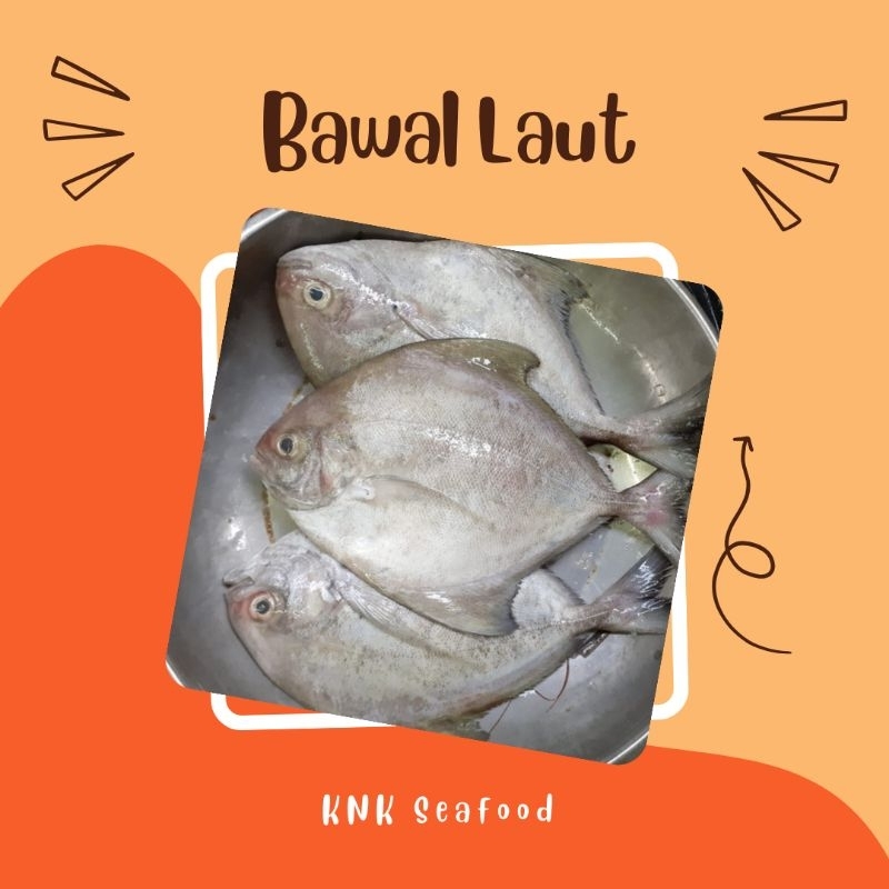 

KNK - Ikan bawal laut Segar Gratis Potong
