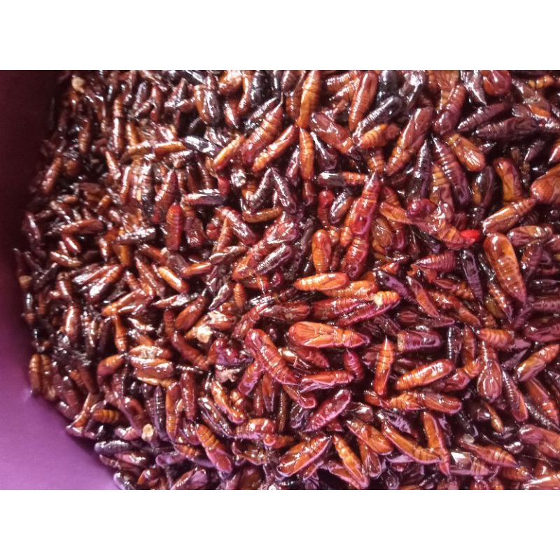 

kepompong /entung mete goreng,Wonogiri.sangat lezat guriih