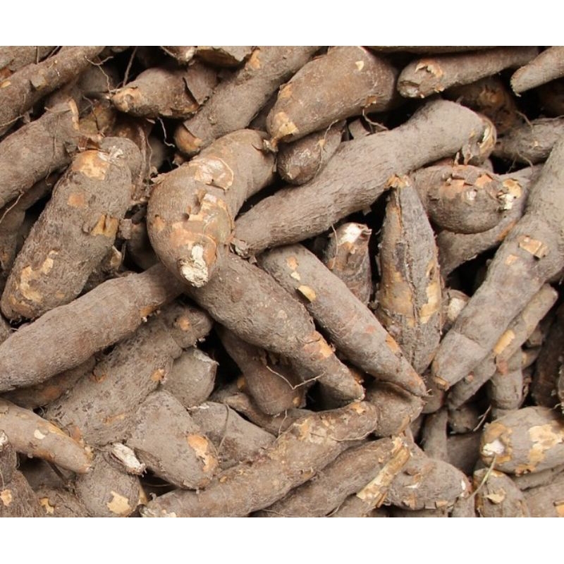 

singkong ketela pohon,umbi pohon,singkong rebus,500gram,1kg 100% singkong ASLI