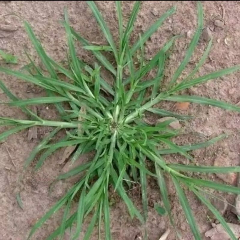 

Rumput belulang 200 gr