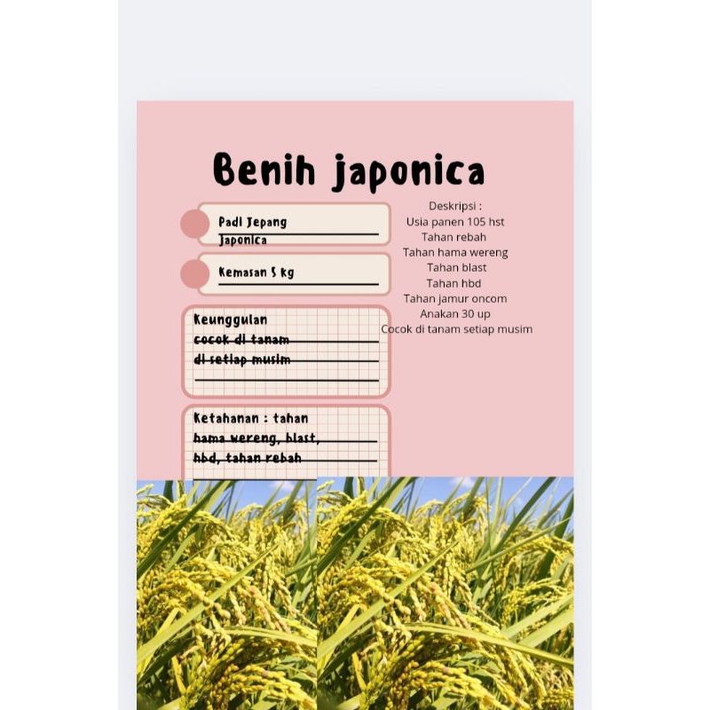 Bibit padi jepang asli Japonica 5 kg
