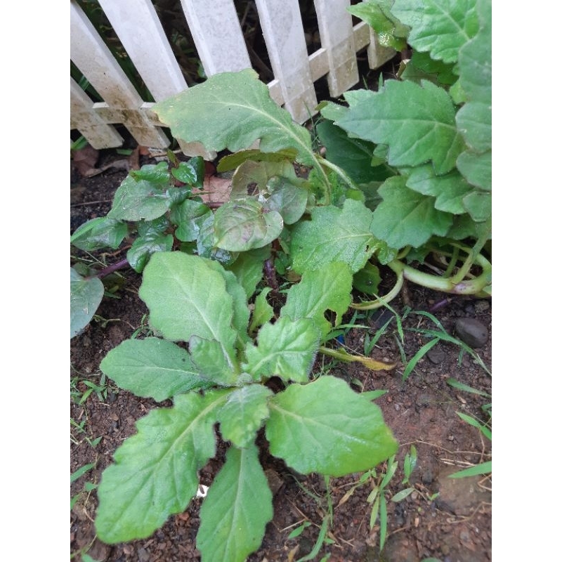 

Daun dewa segar tanpa pestisida