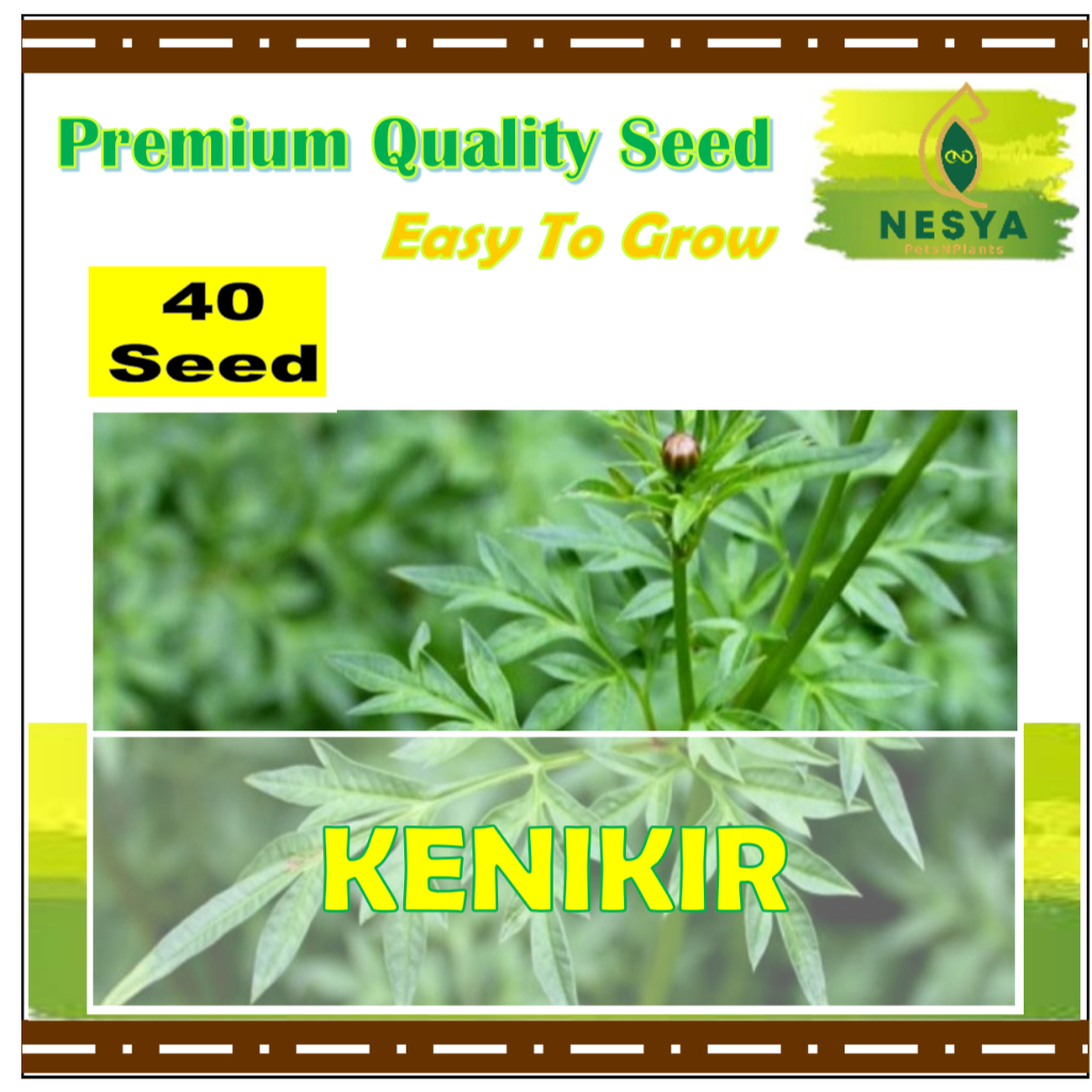 40 Biji Benih Kenikir Sayuran Kenikir Leoni