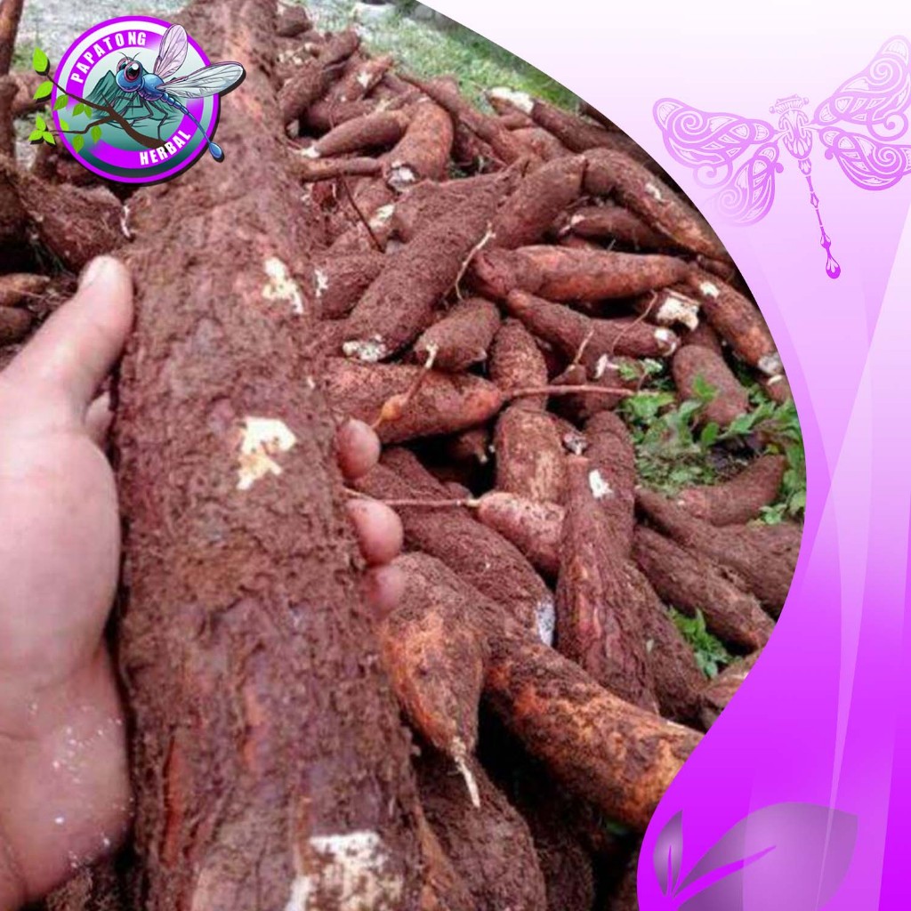 

SINGKONG FRESH 5 + 1 KG - PAPATONG HERBAL