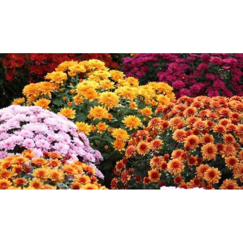 Jual  Bibit tanaman Bunga Krisan Murah Grate A ( Beli 8 Gratis 1)/Hiasan Taman/Halaman/Kebun/Out Dor