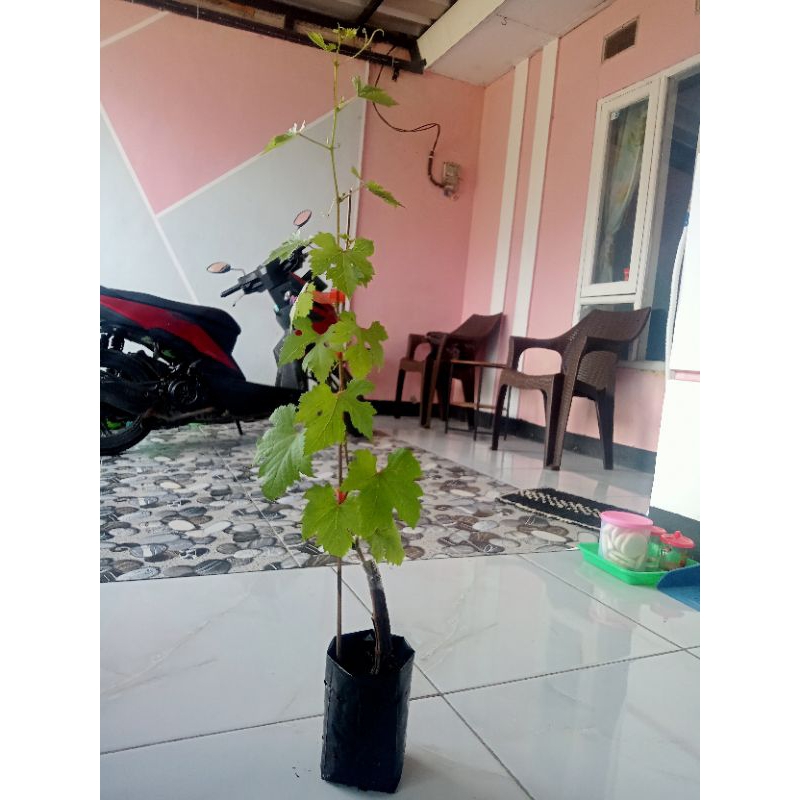 Bibit Anggur Early adora