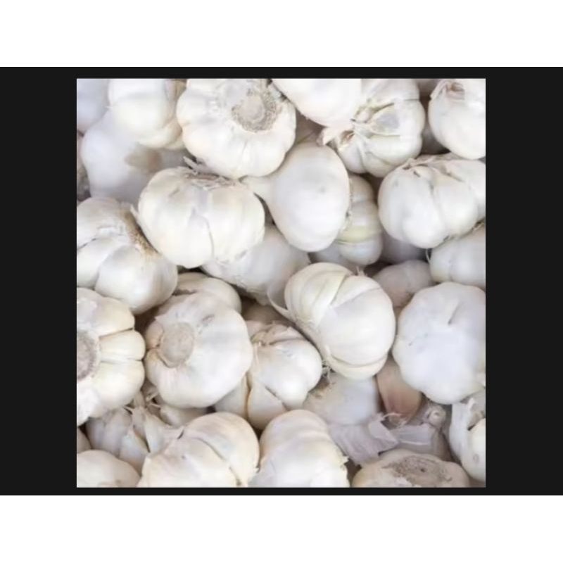 

Bawang putih Kating