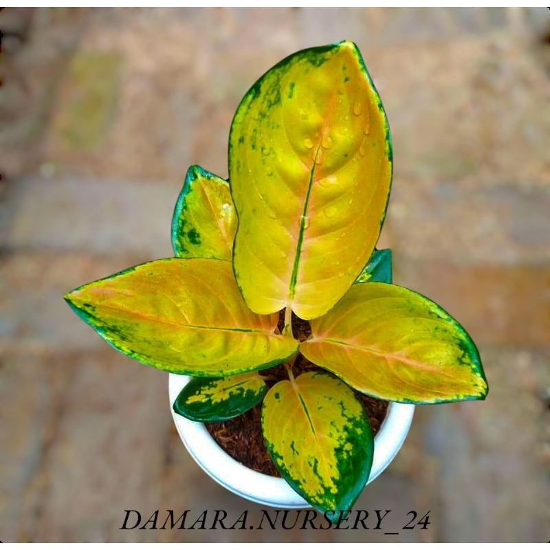 AGLONEMA SULTAN BRUNAI LOKAL DEWASA