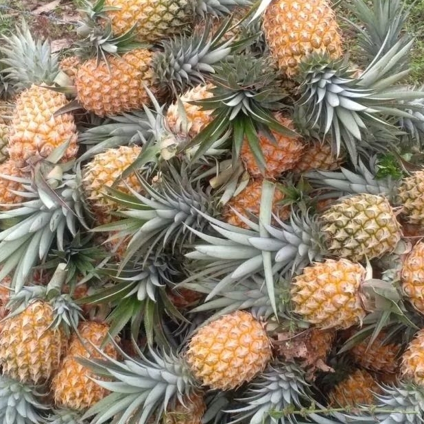 

Buah Nanas Segar 1 Pcs