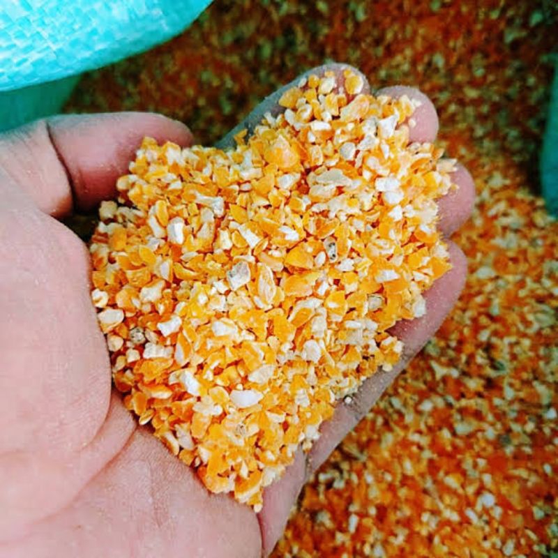 JAGUNG PECAH MAKANAN BURUNG DEKUKUR PAKAN AYAM JAGO AYAM KATE AYAM PEDAGING DLL REPACK CURAH