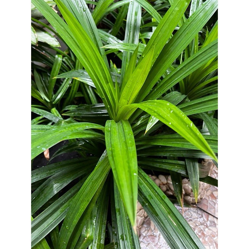 

Daun pandan wangi segar