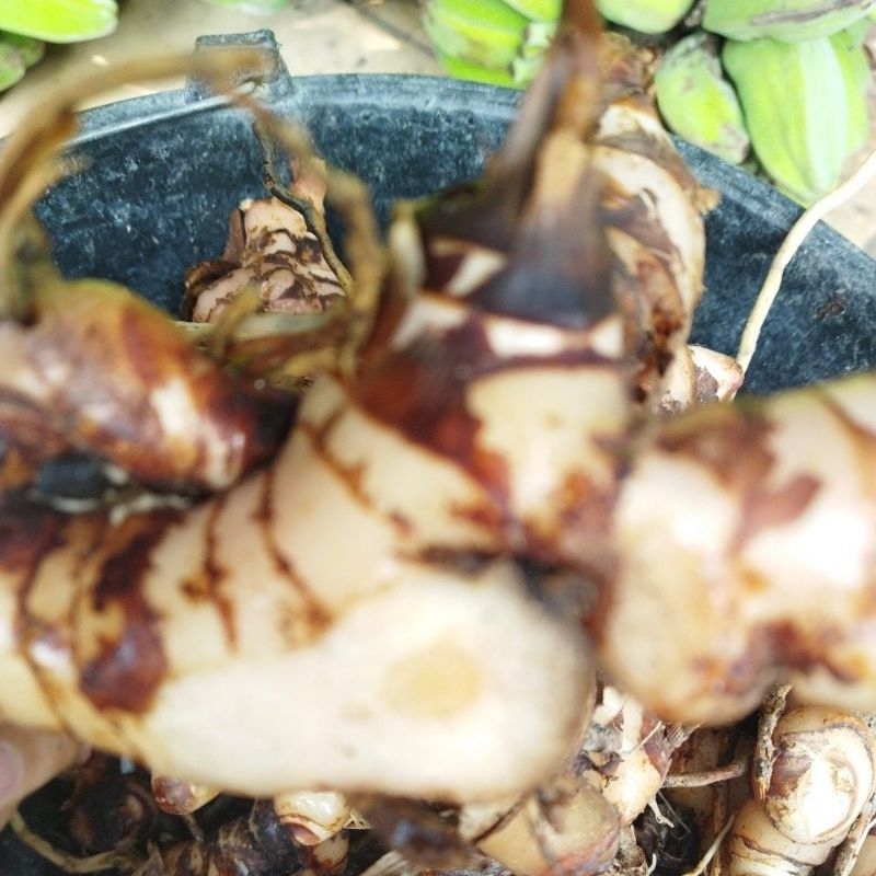 

lengkuas putih 200gram / 2 ons dijamin masih segar