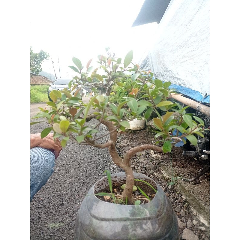 bonsai iprik pucuk merah