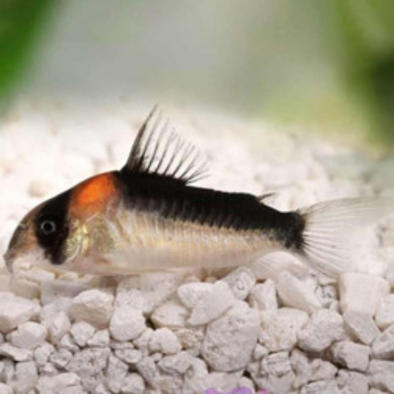 Corydoras Adolfoy