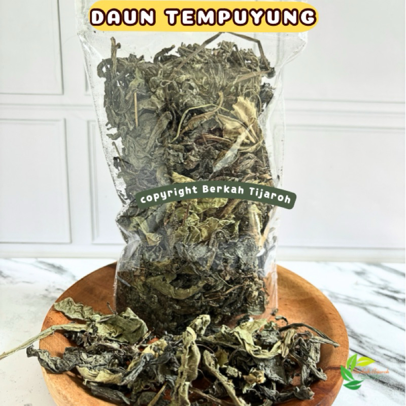 

Daun Tempuyung Kering bagus untuk Ginjal anti kanker