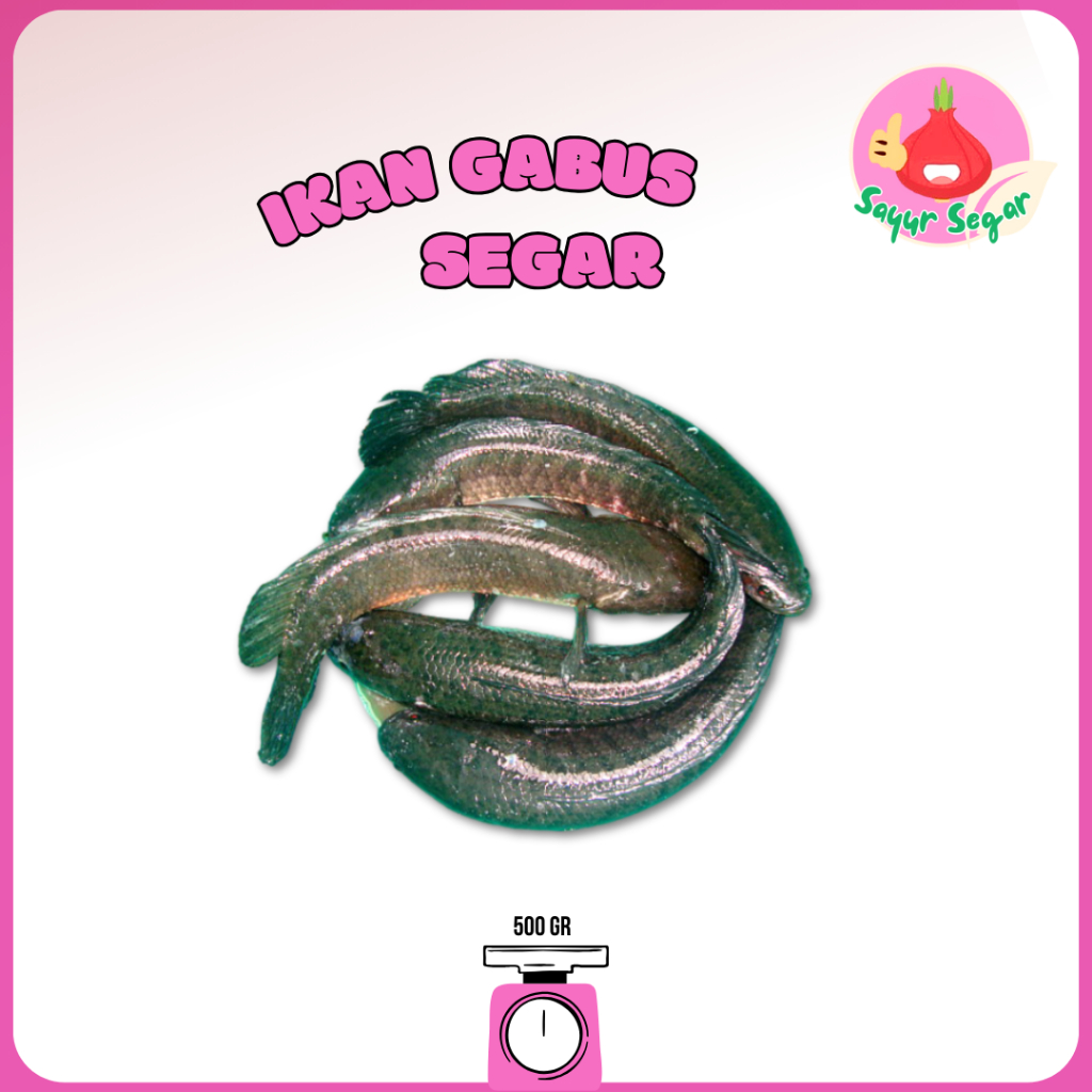 

Sayur Segar - Ikan Gabus Segar/Snakehead Fish 500 gr