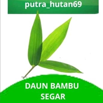 

DAUN BAMBU SEGAR 50 LEMBAR
