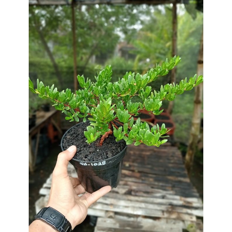 QA-1028, BAHAN BONSAI SANTIGI MAWAR SUPER SEMAI BIJI