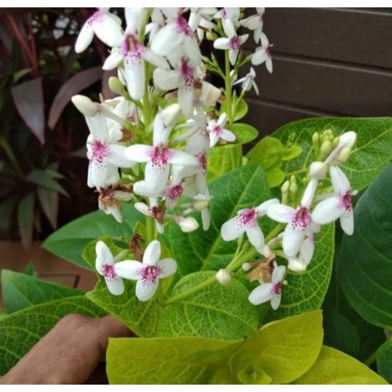 Bibit Bunga melati jepang harum