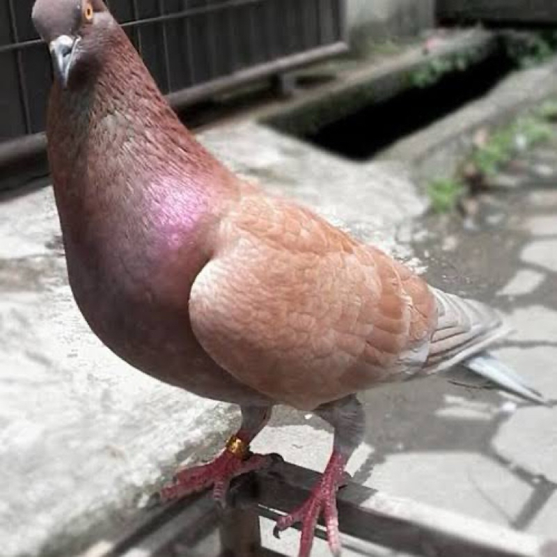 

TELUR FERTIL MERPATI KOLONG UNTUK DI TETASKAN