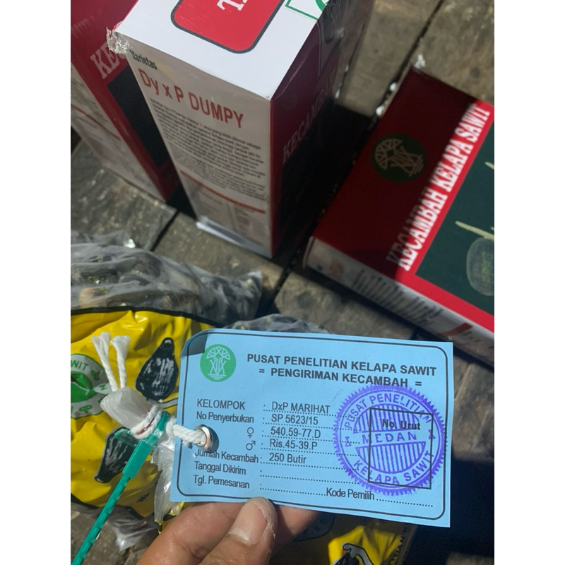 satu butir benih kecambah sawit ppks | pelepah Pendek Dumpy