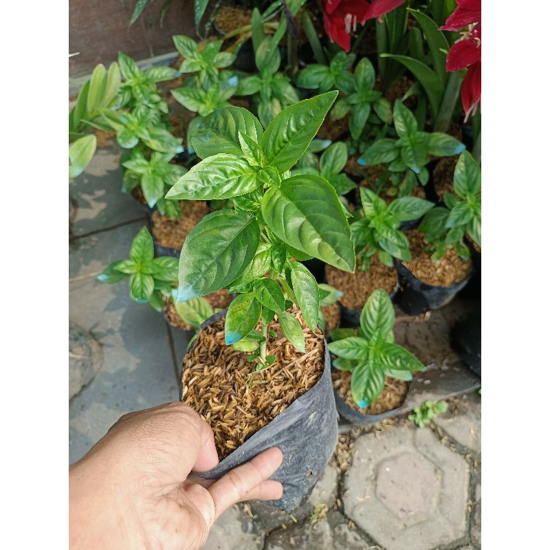 Tanaman basil - tanaman toga - bibit basil murah