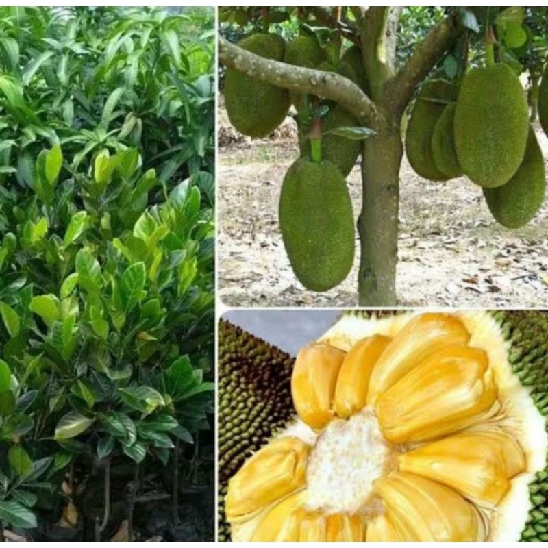 PROMO Bibit Nangka Mini Pohon Nangka Mini Bibit Buah Nangka Mini Pohon Buah Nangka Mini