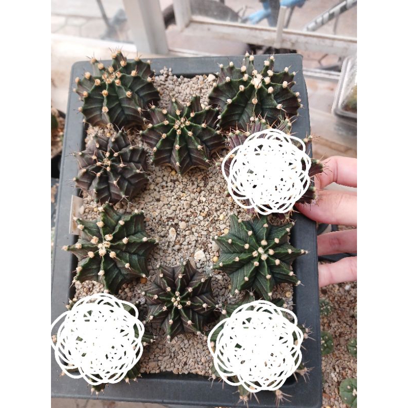 2 pcs Gymnocalycium Hybrid (Pink Japan x T-lux) size sedang | Kaktus | Gymno