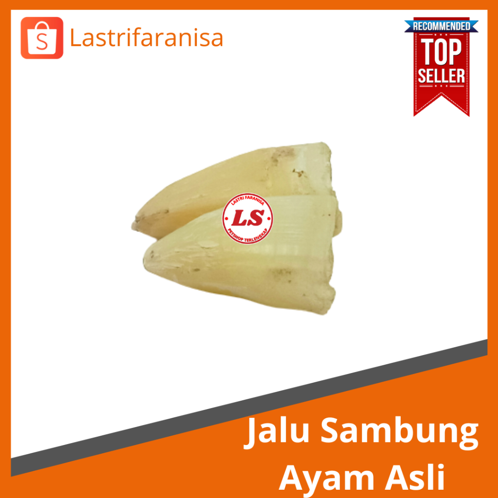 JALU SAMBUNG 2 CM Jalu Pengganti Taji Patah Jalu Ayam Taji Sambung