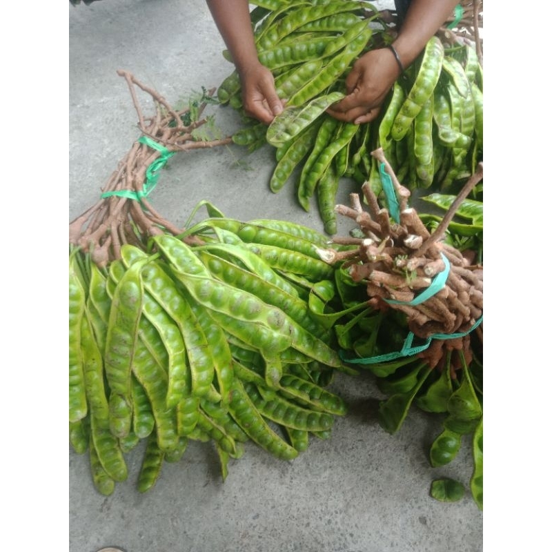 

pete muda kemasan 10lonjor/papan