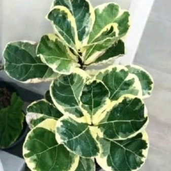 TANAMAN HIAS KETAPANG BIOLA CANTIK, Tanaman Ketapang Biola Varigata