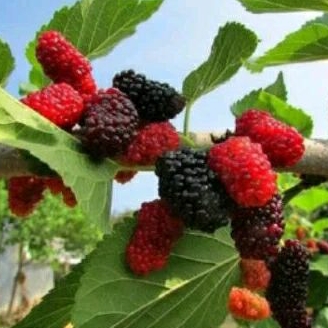 Bibit Tanaman Buah Murbei Sudah Berbuah