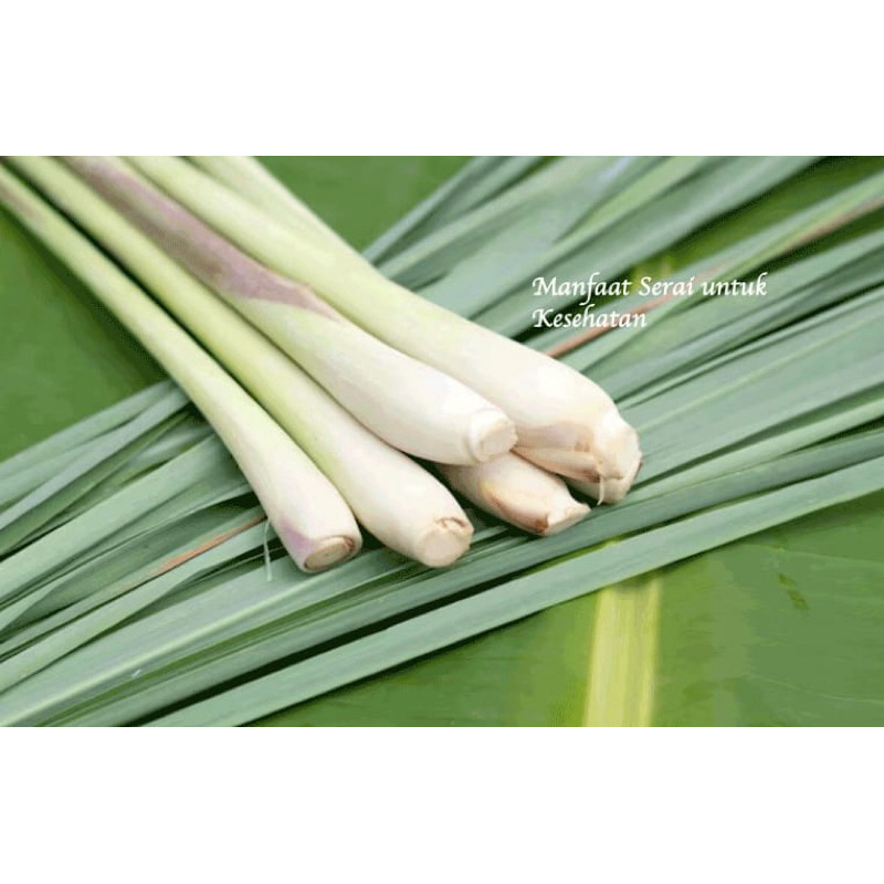 

Putri_Garden & Sayur_Segar Serai segar