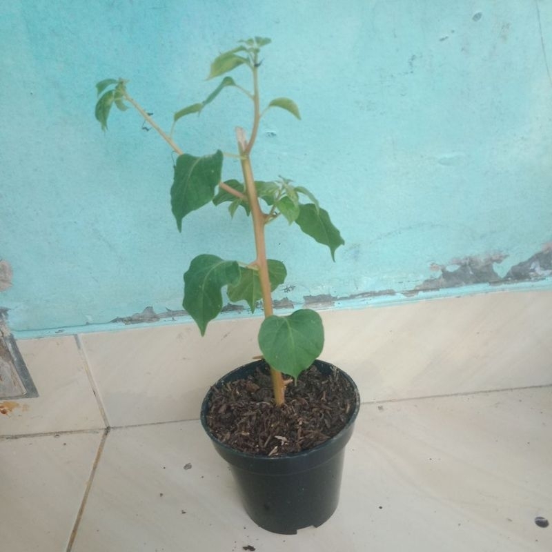 GOLDEN RAO ORI DAN GRAFTING