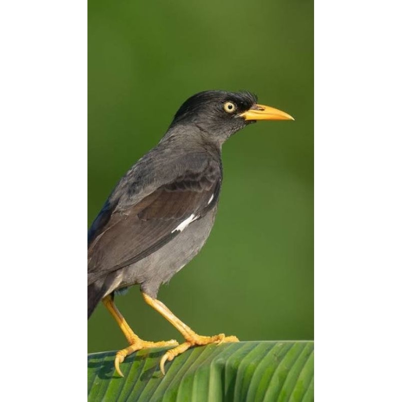 JALAK KEBO MATA PUTIH PILIHAN SUPER