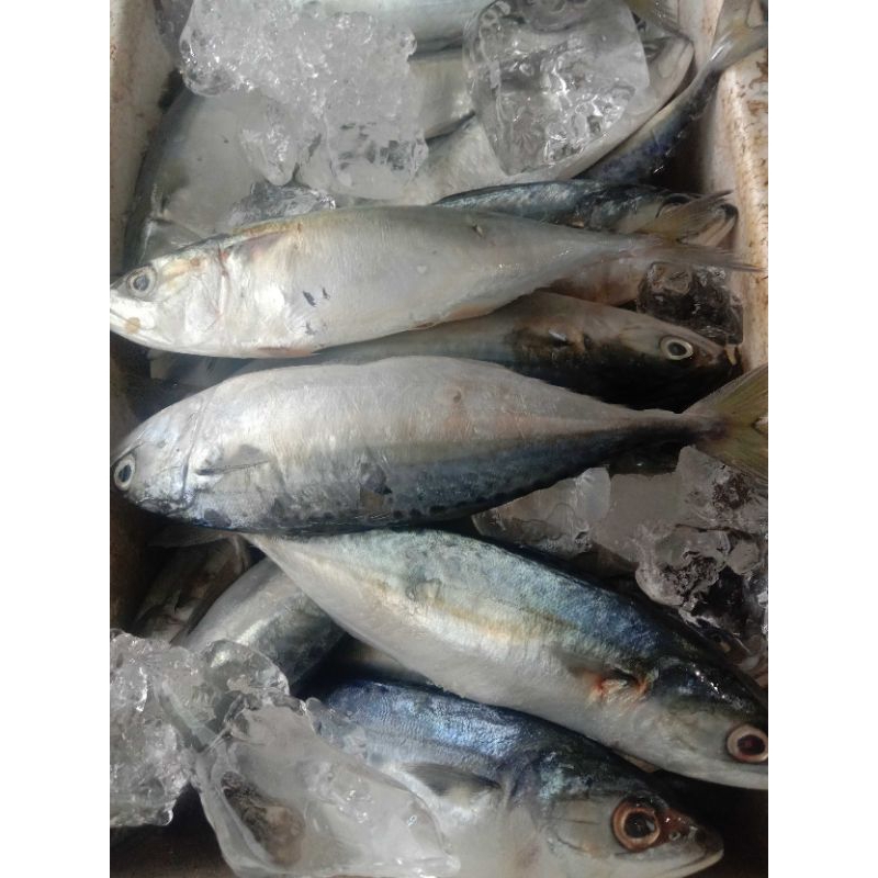 

Kembung banjar 500gr/1kg