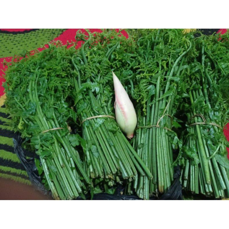 

pakis sayur/pakis sayur hijau fres_packing di dalamnya pake daun pisang biar fress/1 ikat_bonus 1kecombrang siap untuk di pasak